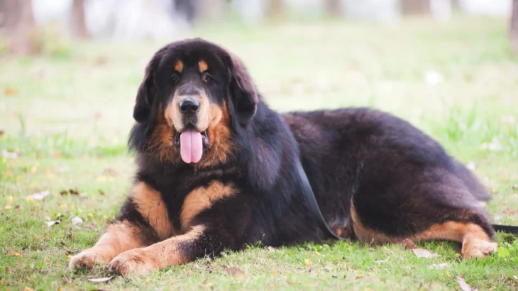 Tibetischer Mastiff Dog photo