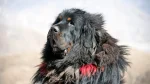 Tibetischer Mastiff Dog photo