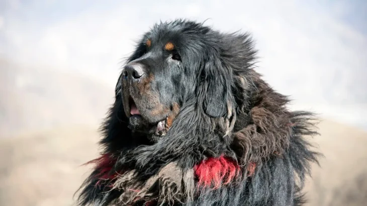 Tibetischer Mastiff Dog photo