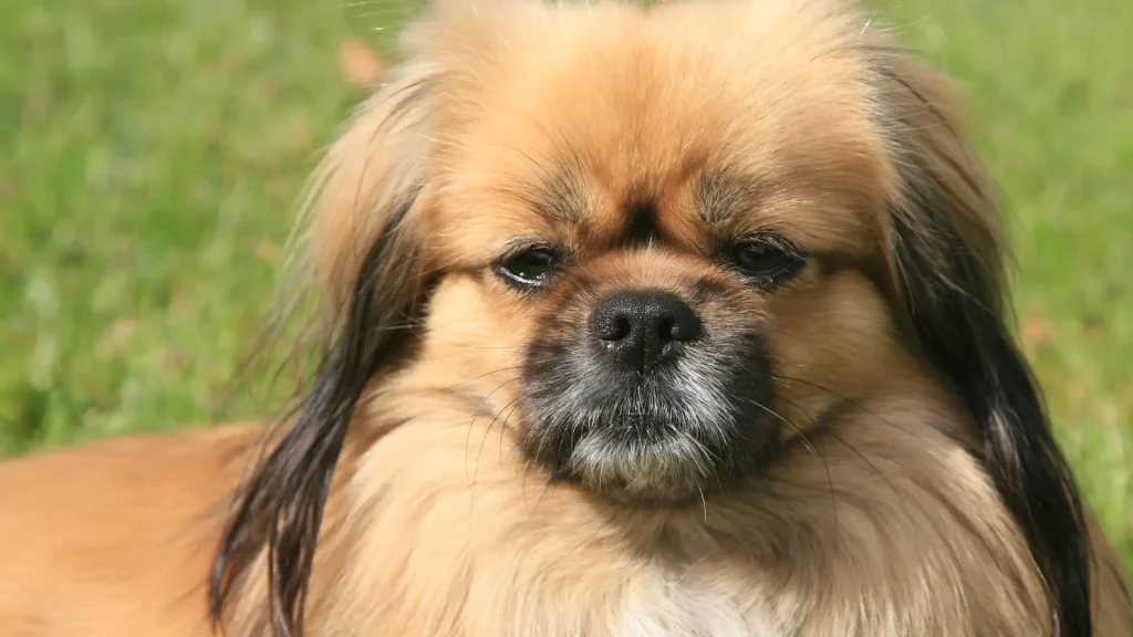 Tibetan Spaniel Dog photo