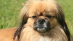 Tibetan Spaniel Dog photo