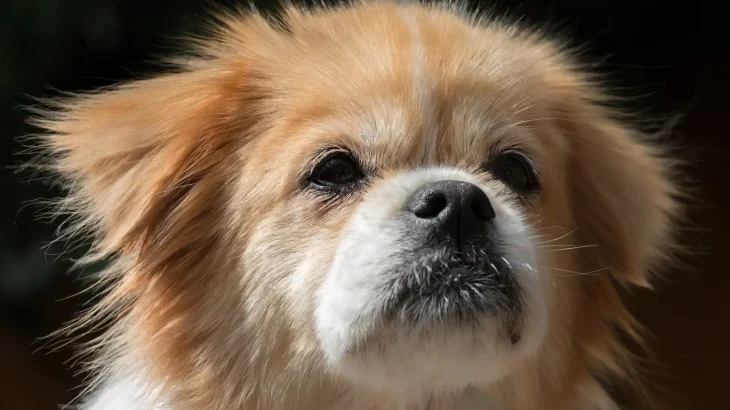 Tibetan Spaniel Dog photo