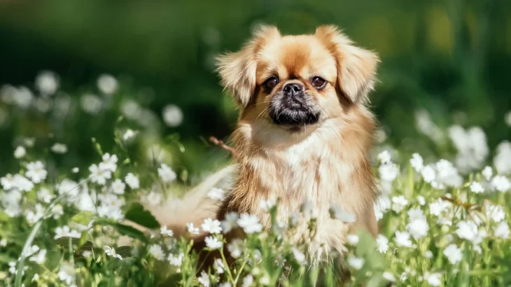 Tibetan Spaniel Dog photo