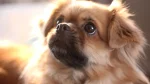 Tibetan Spaniel Dog photo