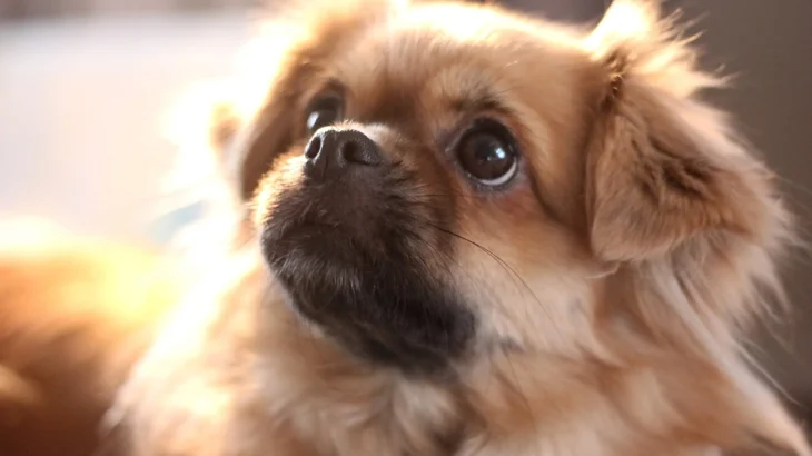 Tibetan Spaniel Dog photo