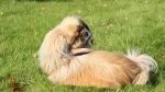 Tibetan Spaniel Dog photo