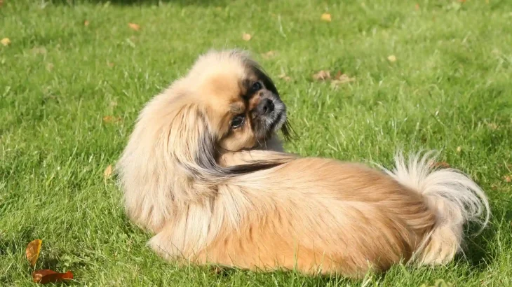 Tibetan Spaniel Dog photo