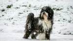 Tibet-Terrier Dog photo