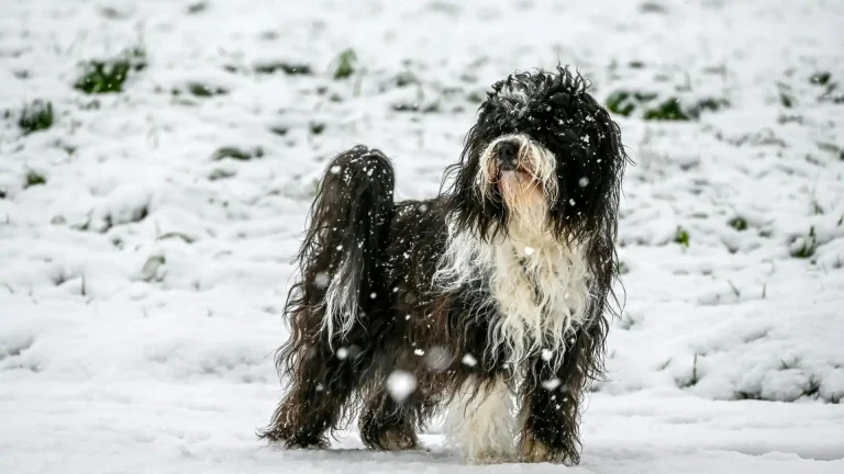 Tibet-Terrier Dog photo