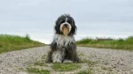 Tibet-Terrier Dog photo