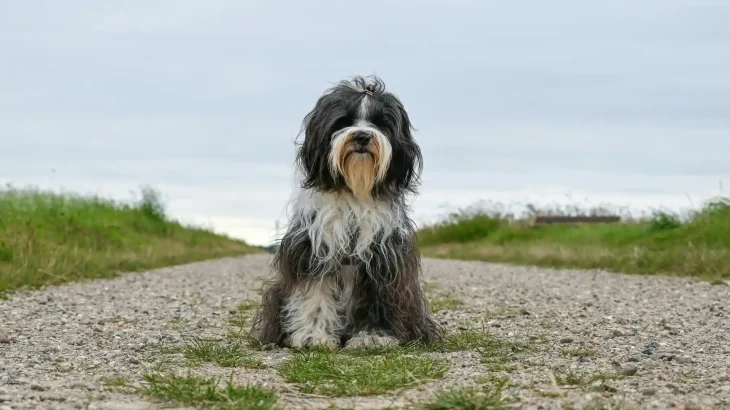 Tibet-Terrier Dog photo