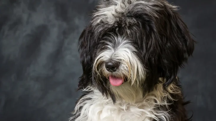 Tibet-Terrier Dog photo