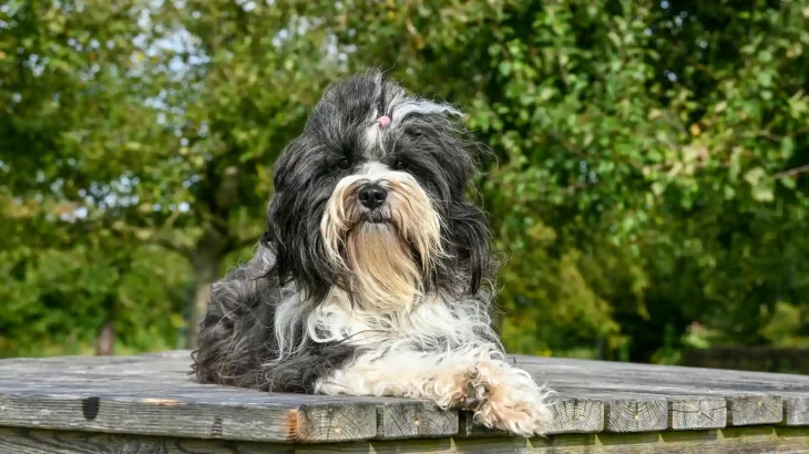 Tibet-Terrier Dog photo