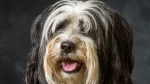 Tibet-Terrier Dog photo