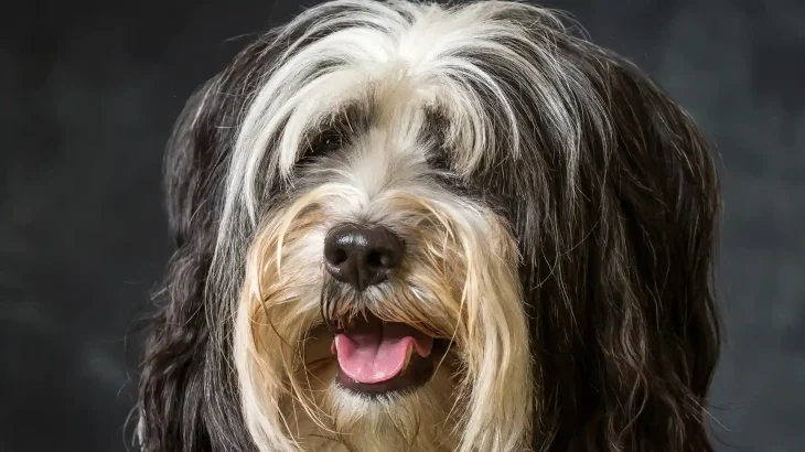 Tibet-Terrier Dog photo
