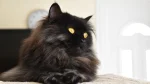 Tiffanie Cat photo