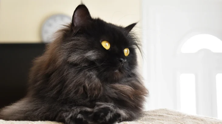 Tiffanie Cat photo