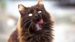 Tiffanie Cat photo