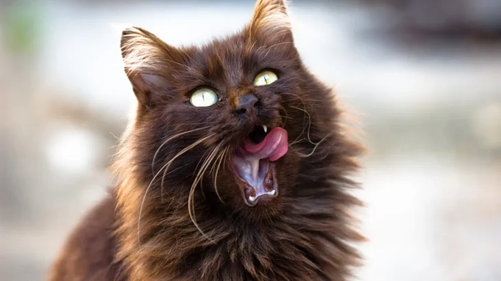 Tiffanie Cat photo