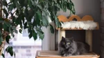 Tiffanie Cat photo