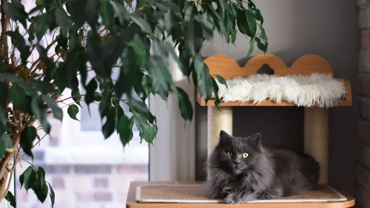 Tiffanie Cat photo