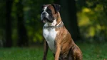 Titan Bull-Dogge Dog photo