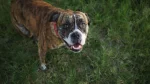 Titan Bull-Dogge Dog photo