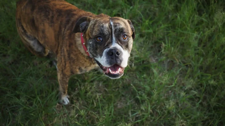 Titan Bull-Dogge Dog photo