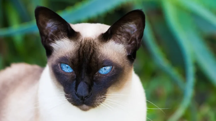Tonkinese Cat photo