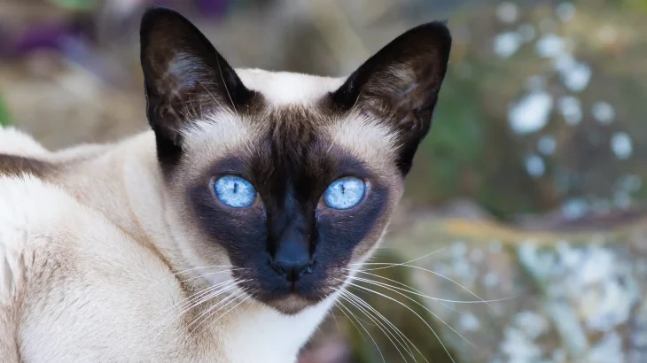 Tonkinese Cat photo