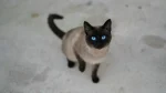 Tonkinese Cat photo