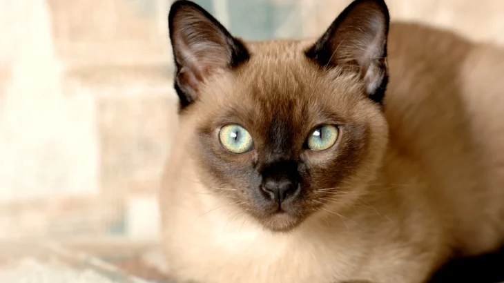 Tonkinese Cat photo