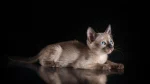 Tonkinese Cat photo
