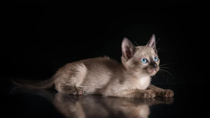 Tonkinese Cat photo