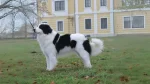 Tornjak Dog photo
