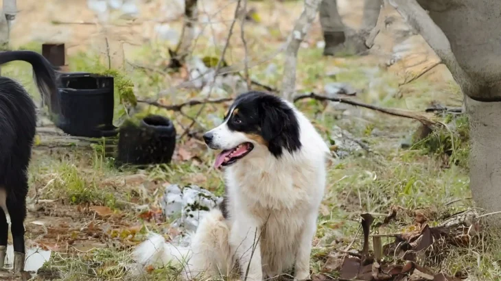 Tornjak Dog photo