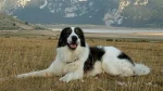 Tornjak Dog photo