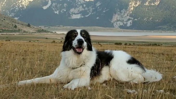 Tornjak Dog photo
