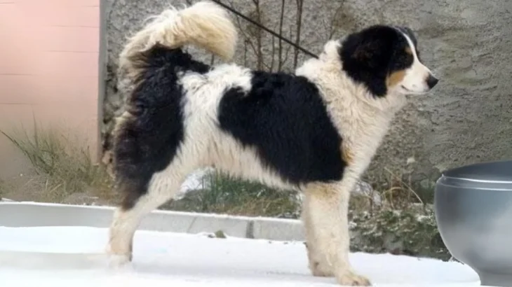 Tornjak Dog photo
