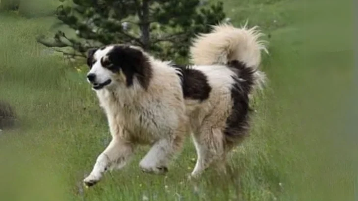 Tornjak Dog photo