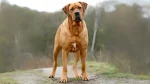 Tosa Inu Dog photo