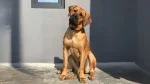 Tosa Inu Dog photo
