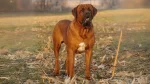 Tosa Inu Dog photo