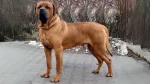 Tosa Inu Dog photo