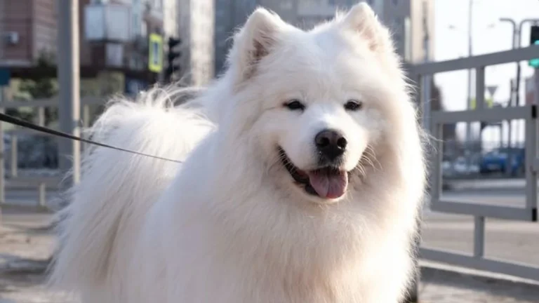 Toy American Eskimo Dog photo