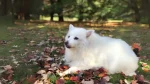 Toy American Eskimo Dog photo
