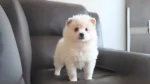 Toy American Eskimo Dog photo