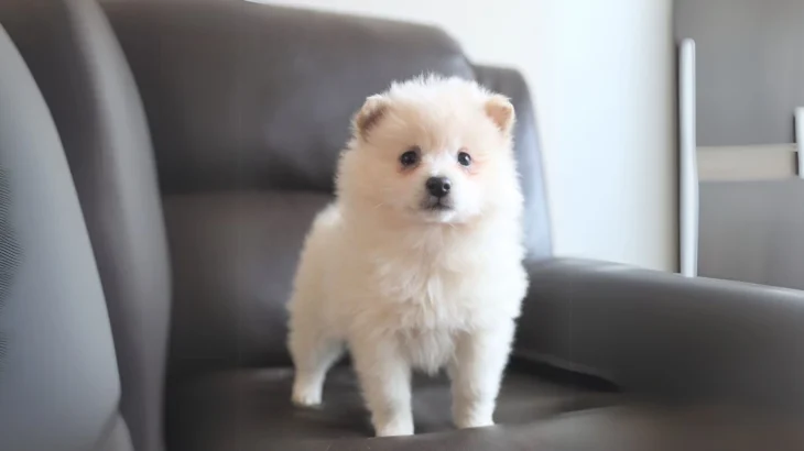 Toy American Eskimo Dog photo