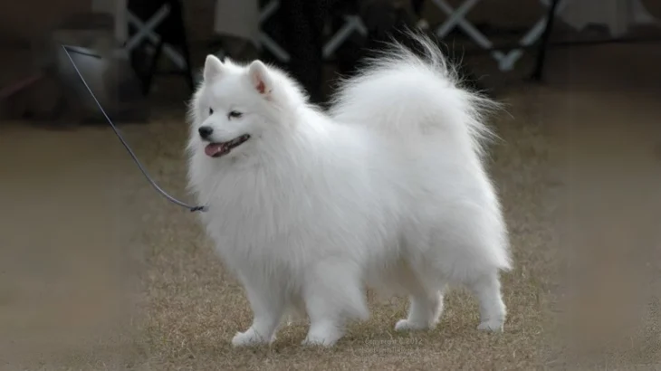 Toy American Eskimo Dog photo