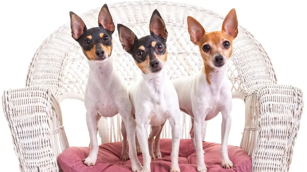 Toy Fox Terrier Dog photo